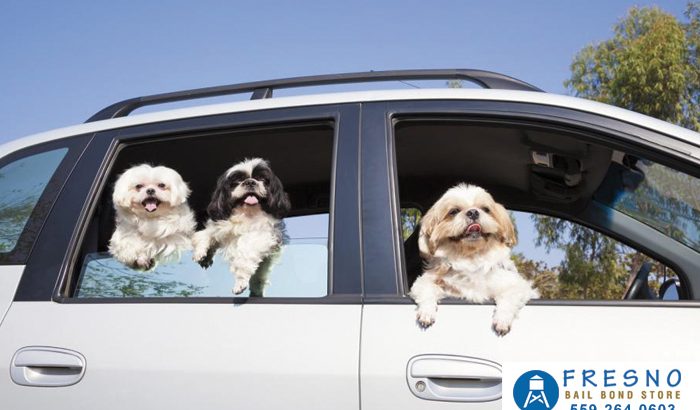 No Pets While Driving