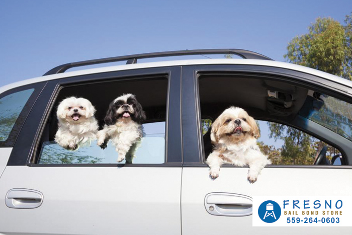 No Pets While Driving Fresno Bail Bond Store No Down Bail Bonds
