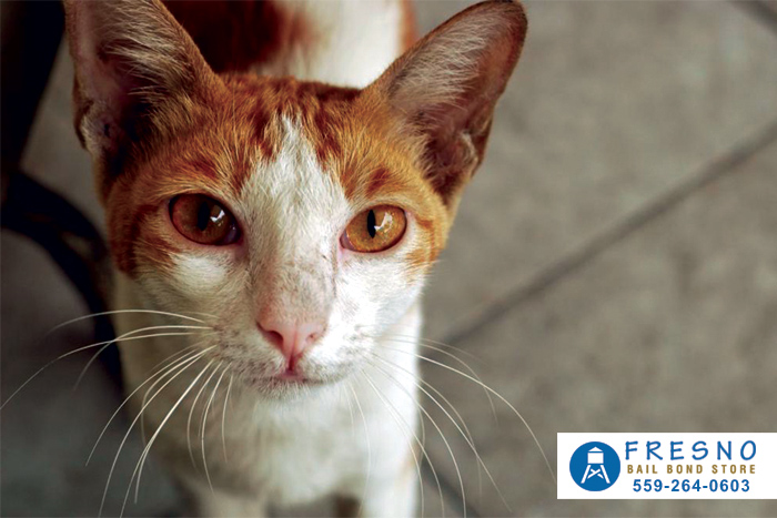 Animal Rescue Scam